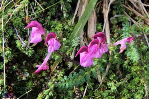 pedicularis rostrato-capitata